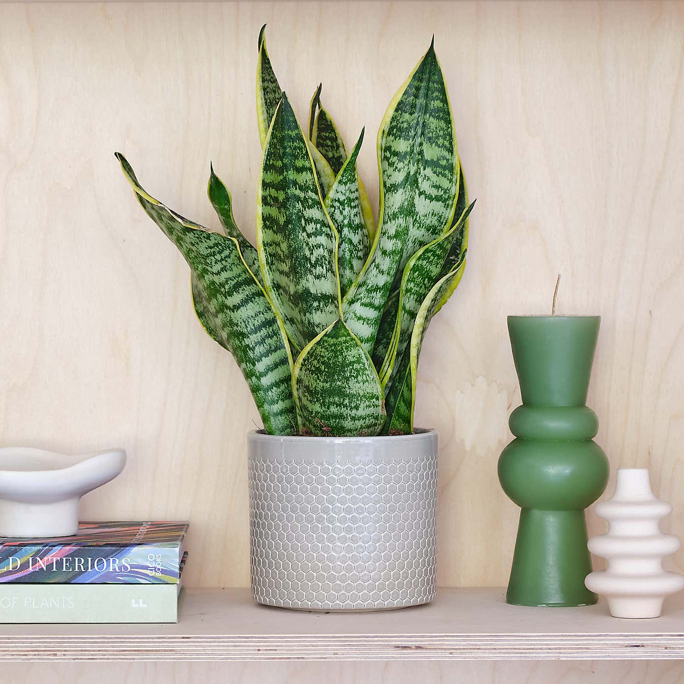 Snake House Plant in Capri Pot