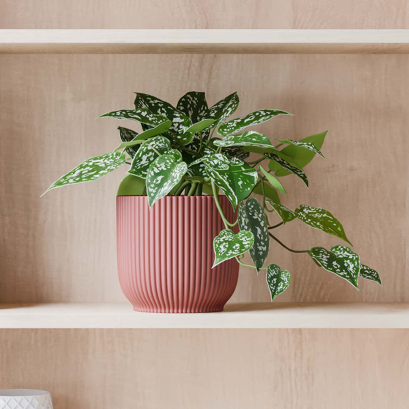 Beards & Daisies Trailing Satin Pothos House Plant in Elho Pot