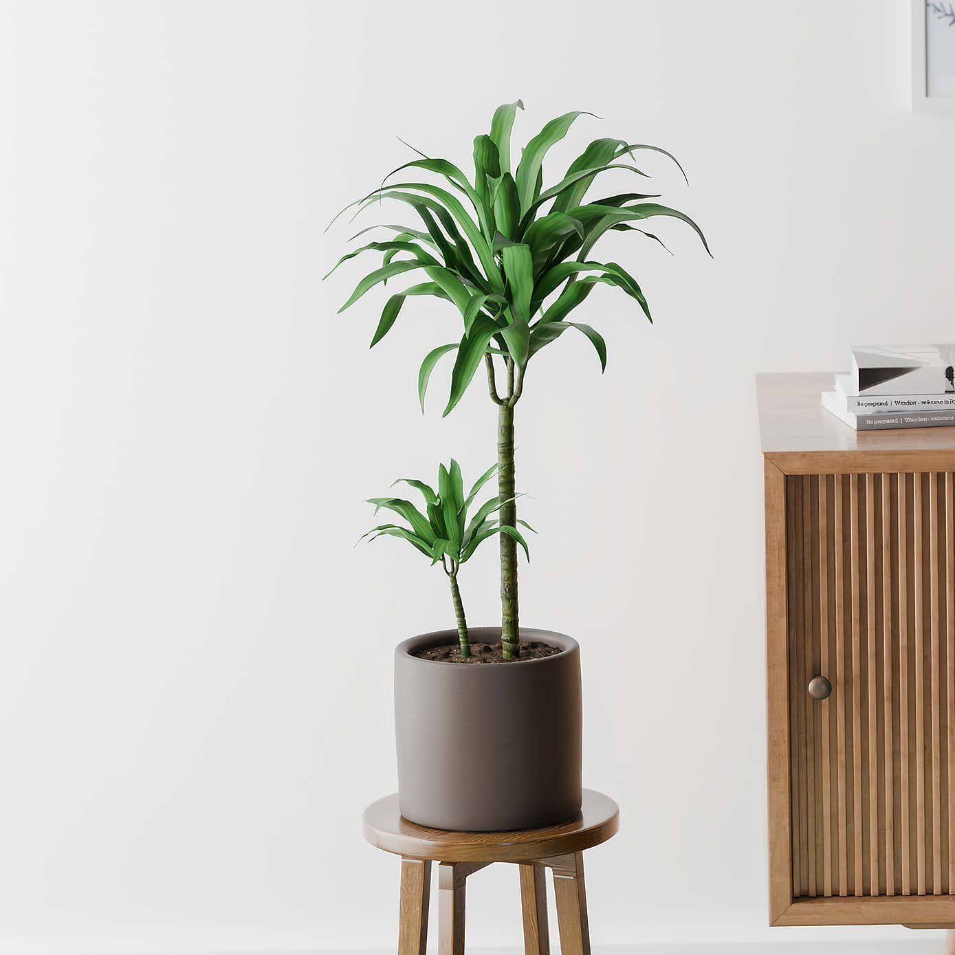 Beards & Daisies Dracaena Steudneri House Plant in Earthenware Pot