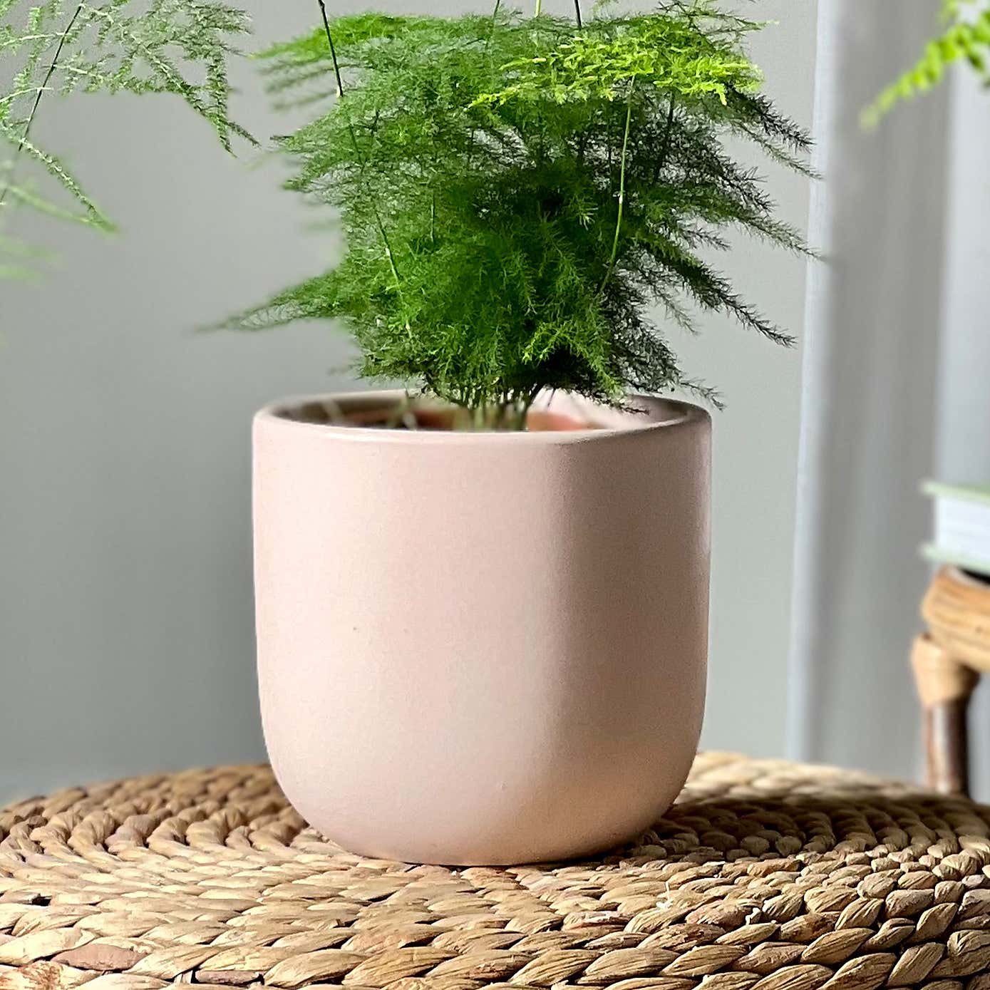 Asparagus & Boston Fern Potted House Plant Bundle