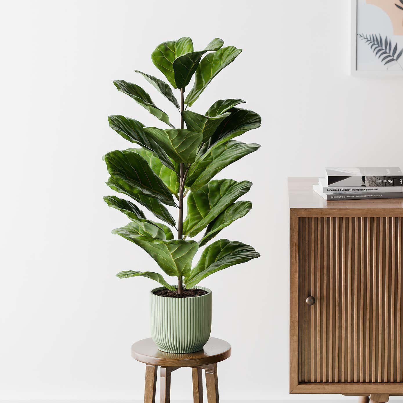 Beards & Daisies Fiddle Leaf Fig House Plant in Elho Pot