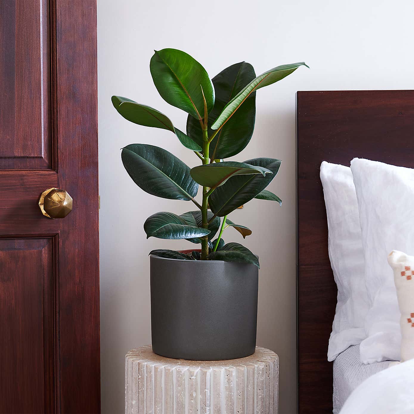 Beards & Daisies Rubber Plant House Plant in Earthenware Pot