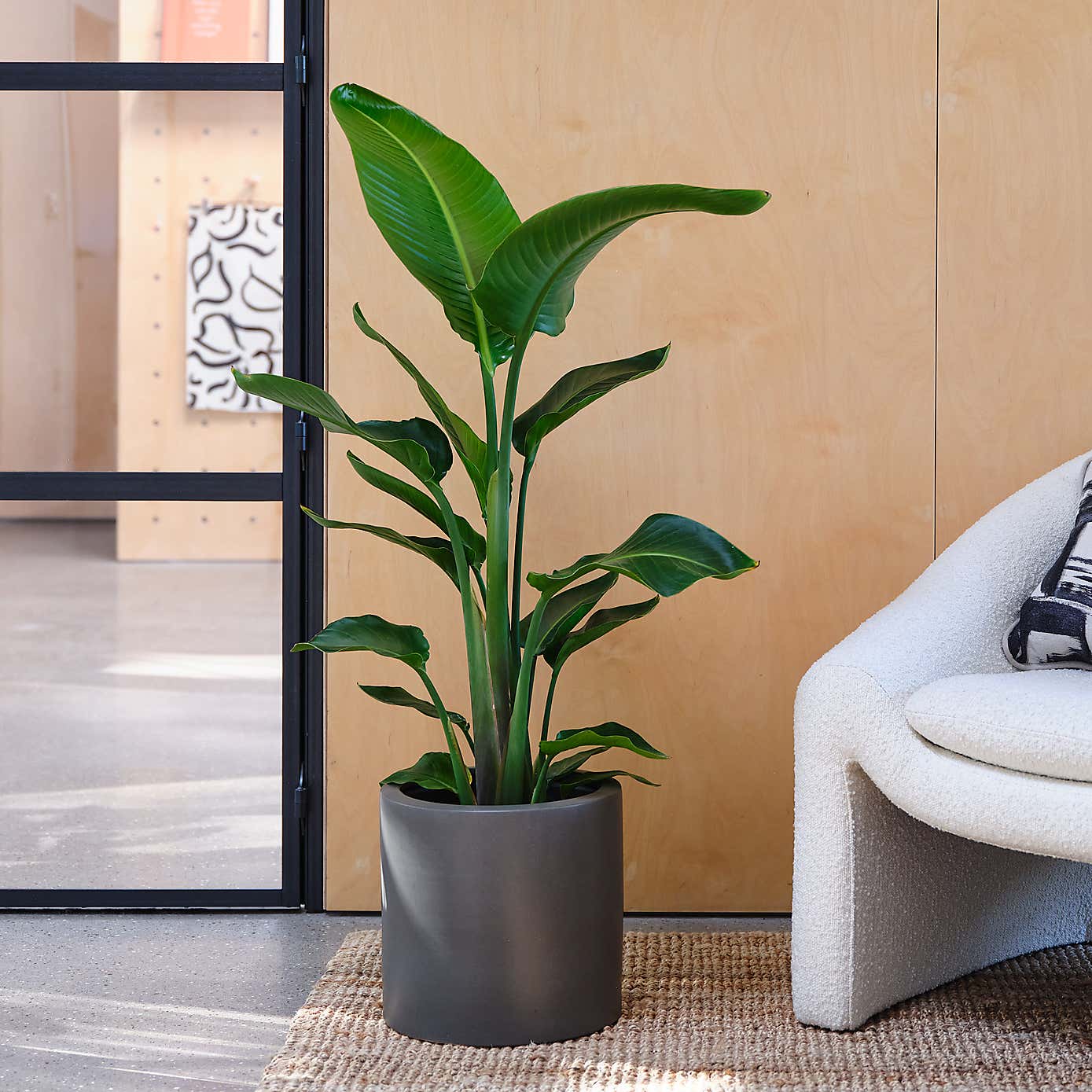 Bird Of Paradise House Plant in Earthenware Pot