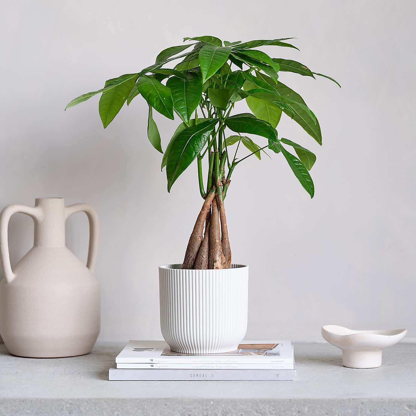 Money Tree House Plant in Elho Pot