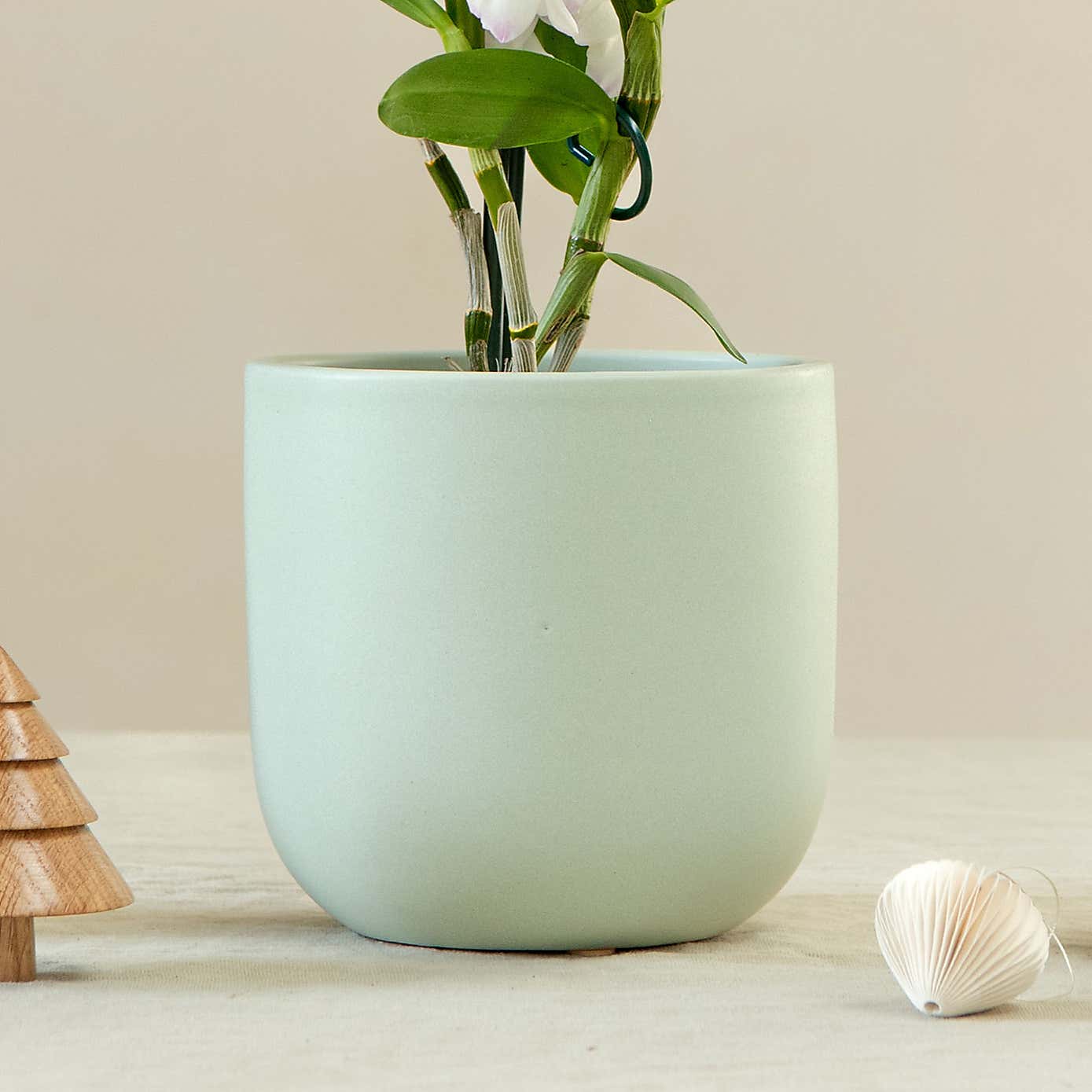 Bamboo Orchid House Plant in Earthenware Pot