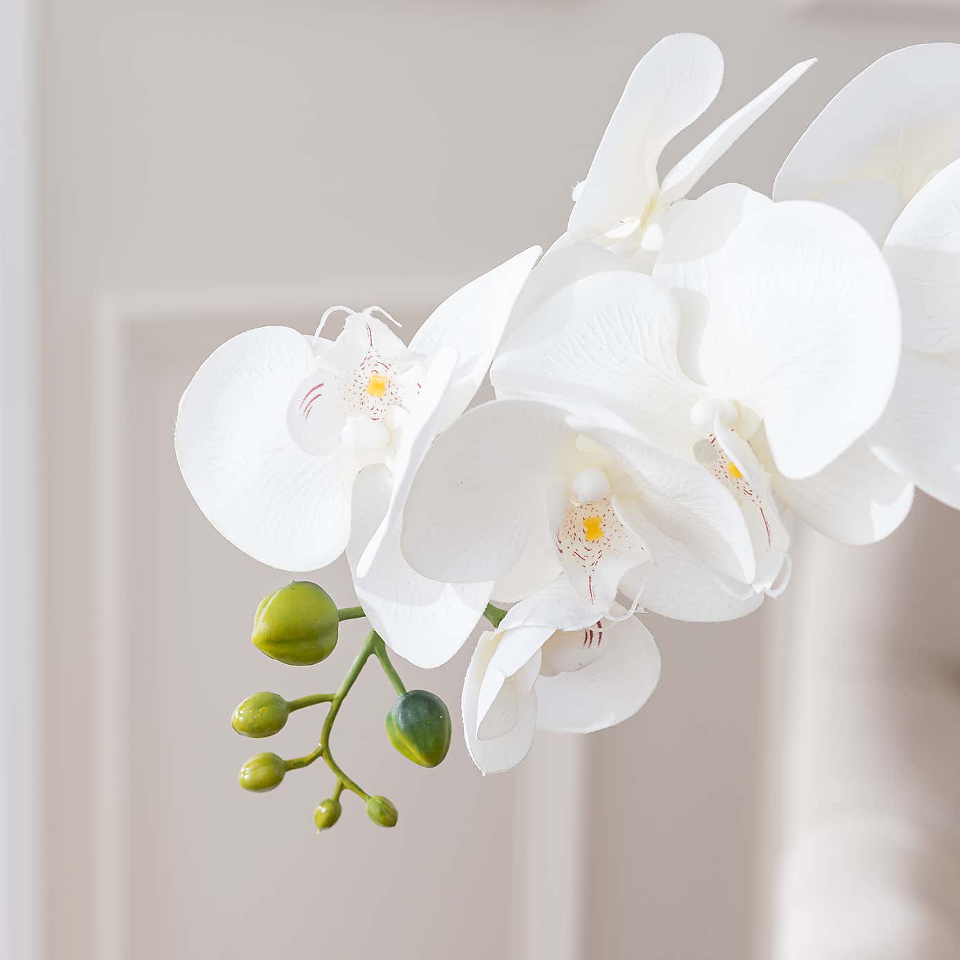 Dorma Artificial Cream Orchid in Glass Plant Pot