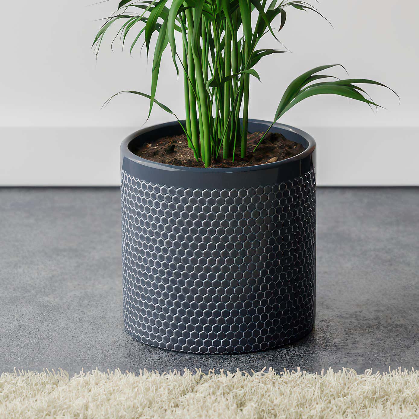 Kentia Palm House Plant in Capri Pot