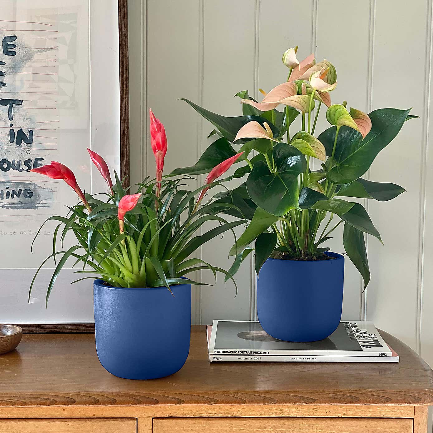 Flowering Potted House Plant Bundle