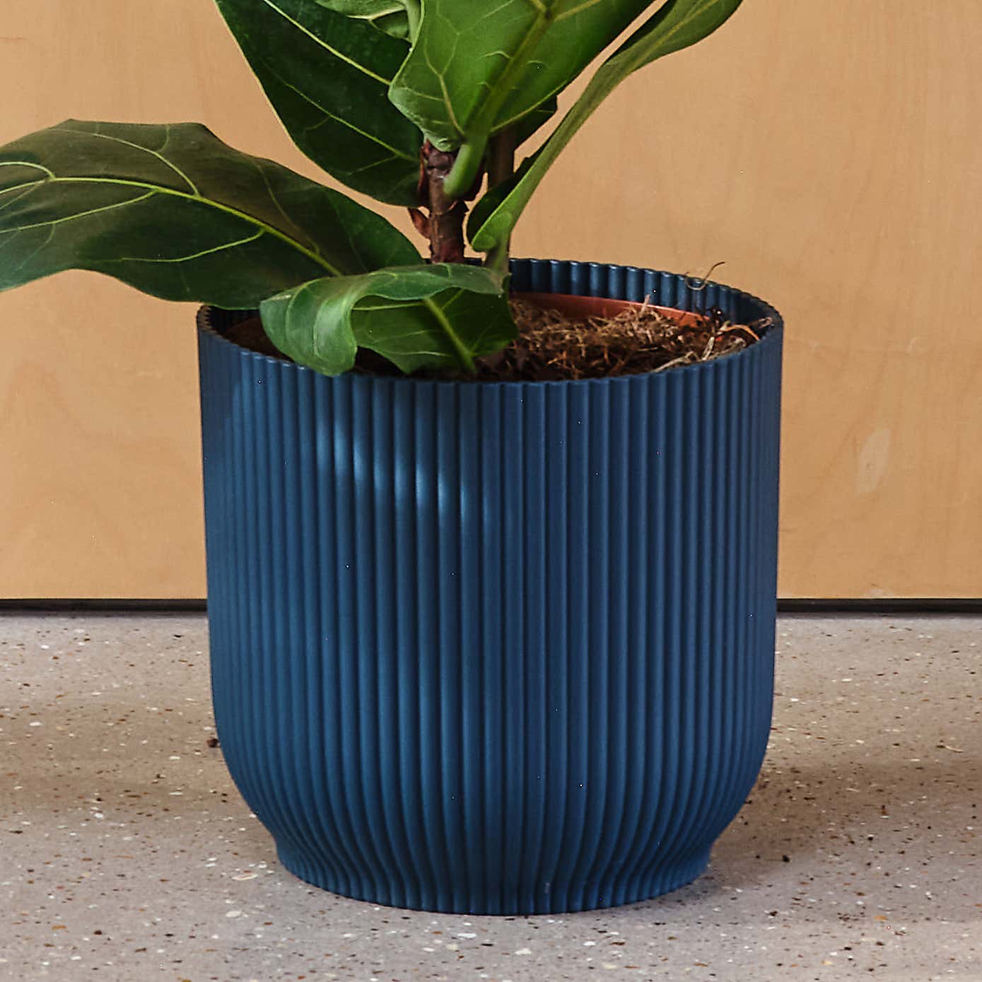 Fiddle Leaf Fig House Plant in Elho Pot