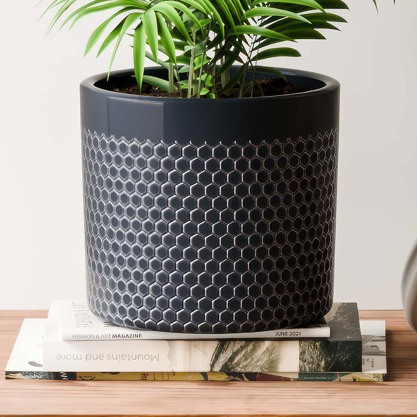 Beards & Daisies Parlour Palm House Plant in Capri Pot