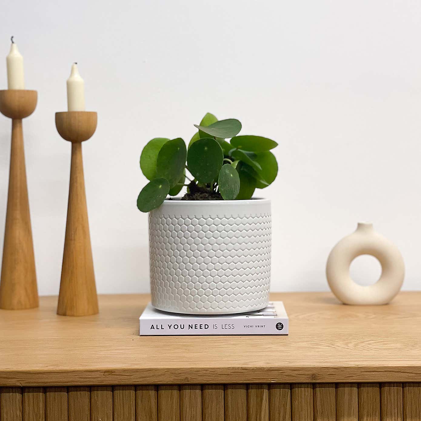 Chinese Money House Plant in Capri Pot