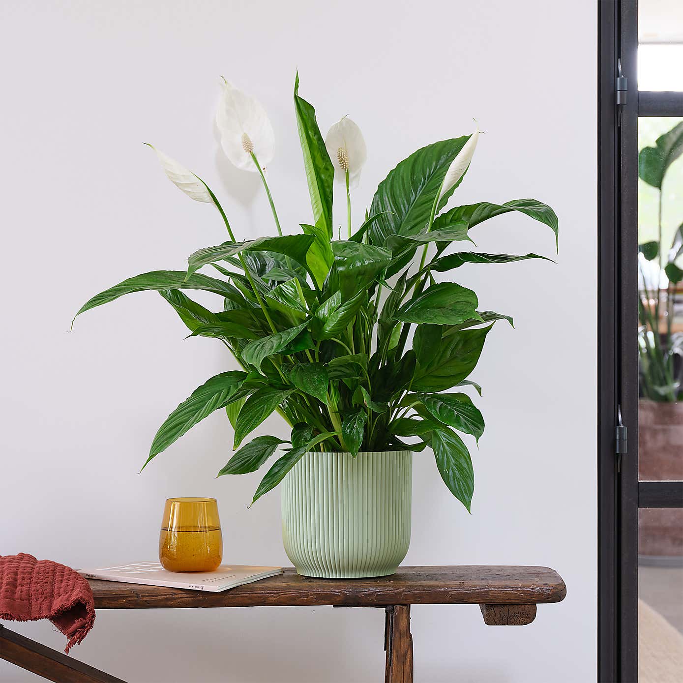 Peace Lily House Plant in Elho Pot