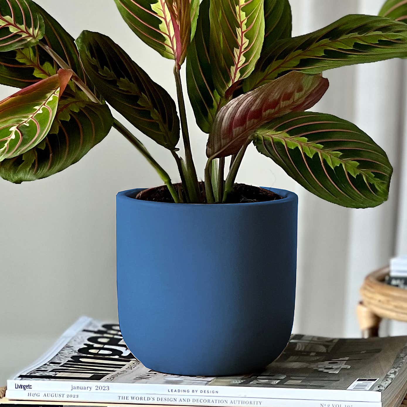 Prayer Plant Potted House Plant Bundle