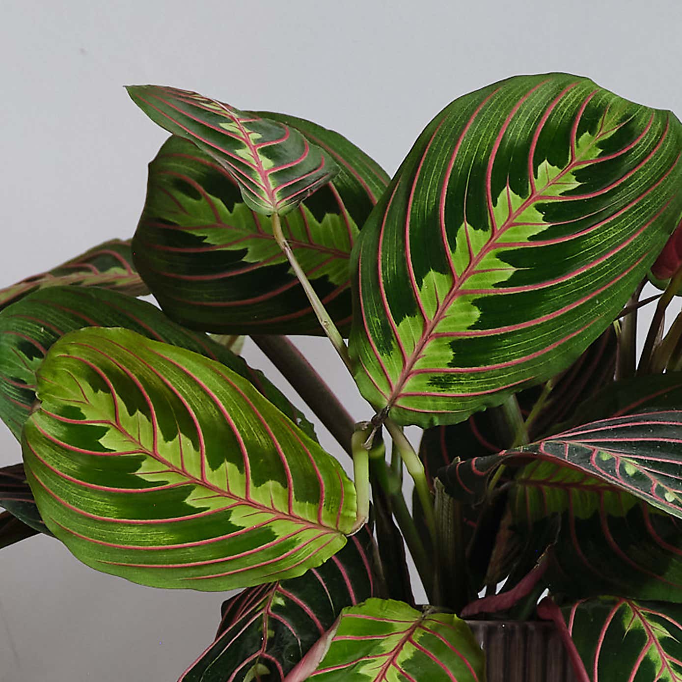 Prayer Plant Potted House Plant Bundle