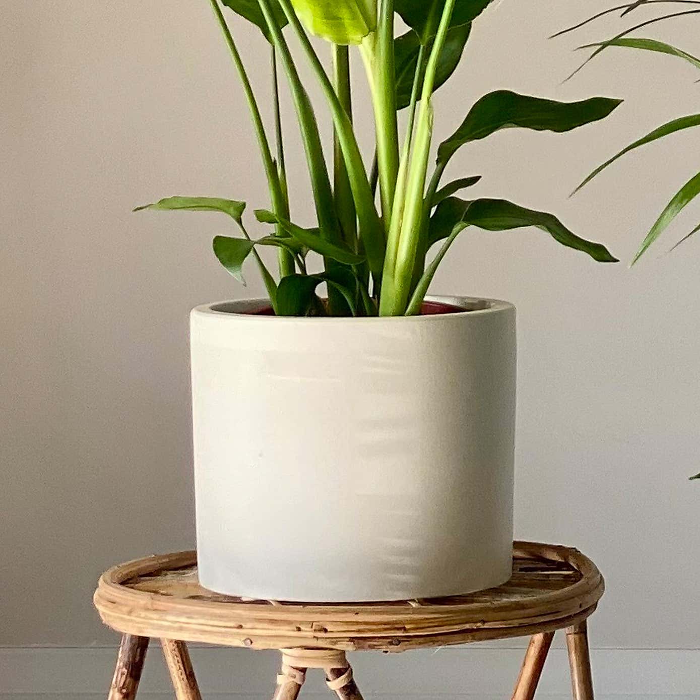 Bird of Paradise & Kentia Palm Potted House Plant Bundle