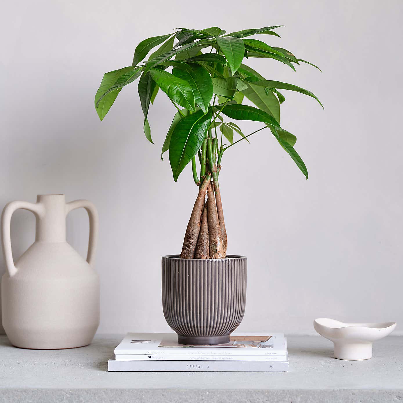 Money Tree House Plant in Ribbed Pot