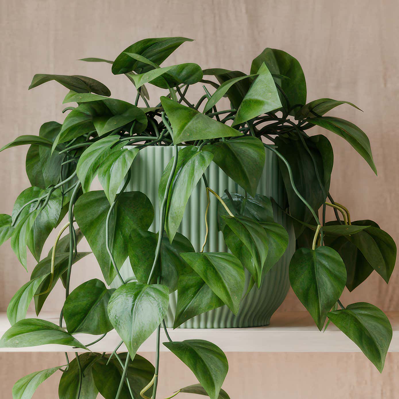 Beards & Daisies Trailing Philodendron Scandens House Plant in Elho Pot