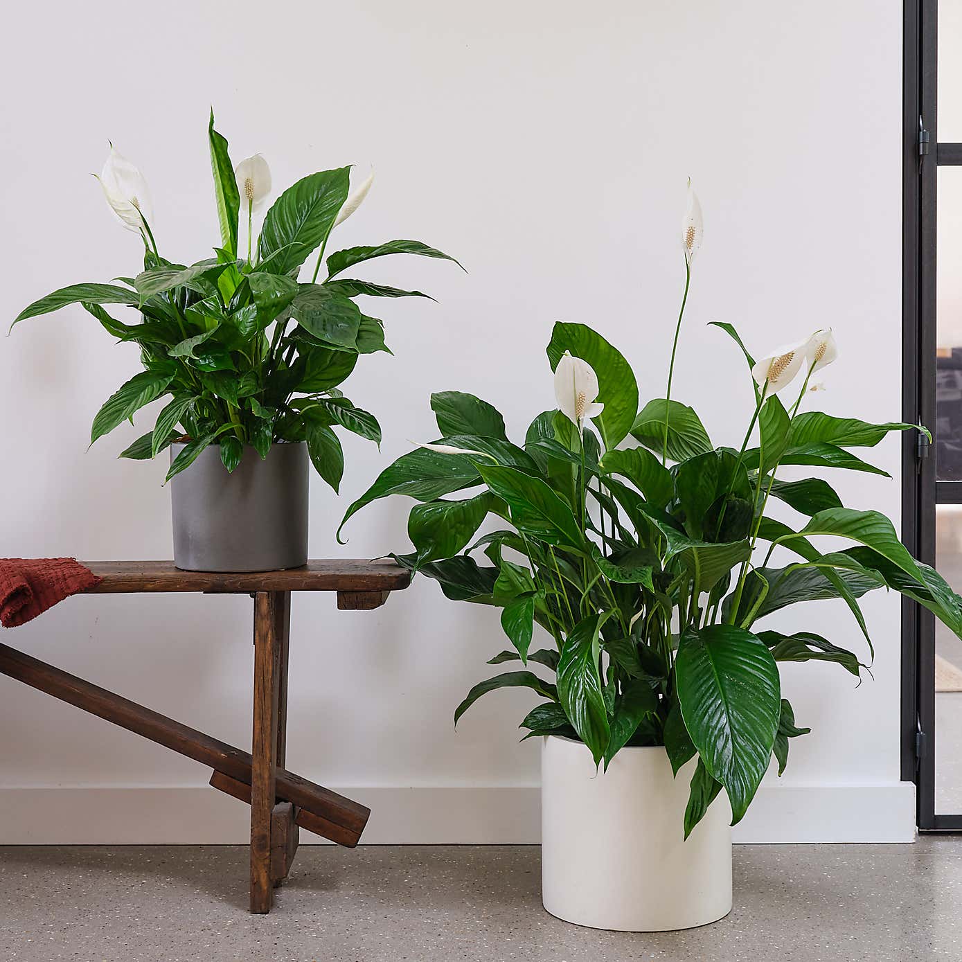 Peace Lily House Plant in Earthenware Pot