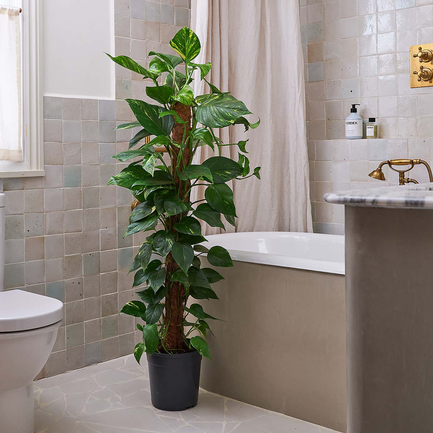 Beards & Daisies Devil's Ivy Moss Pole House Plant