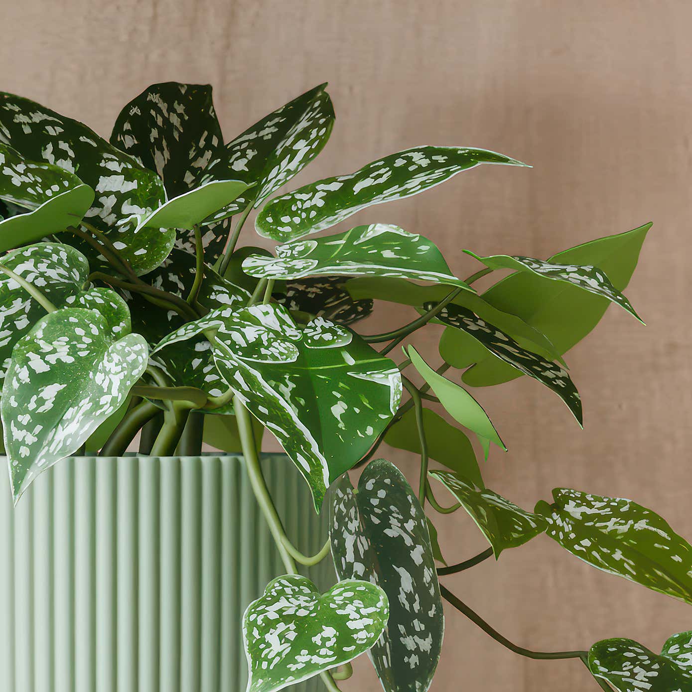 Beards & Daisies Trailing Satin Pothos House Plant in Elho Pot