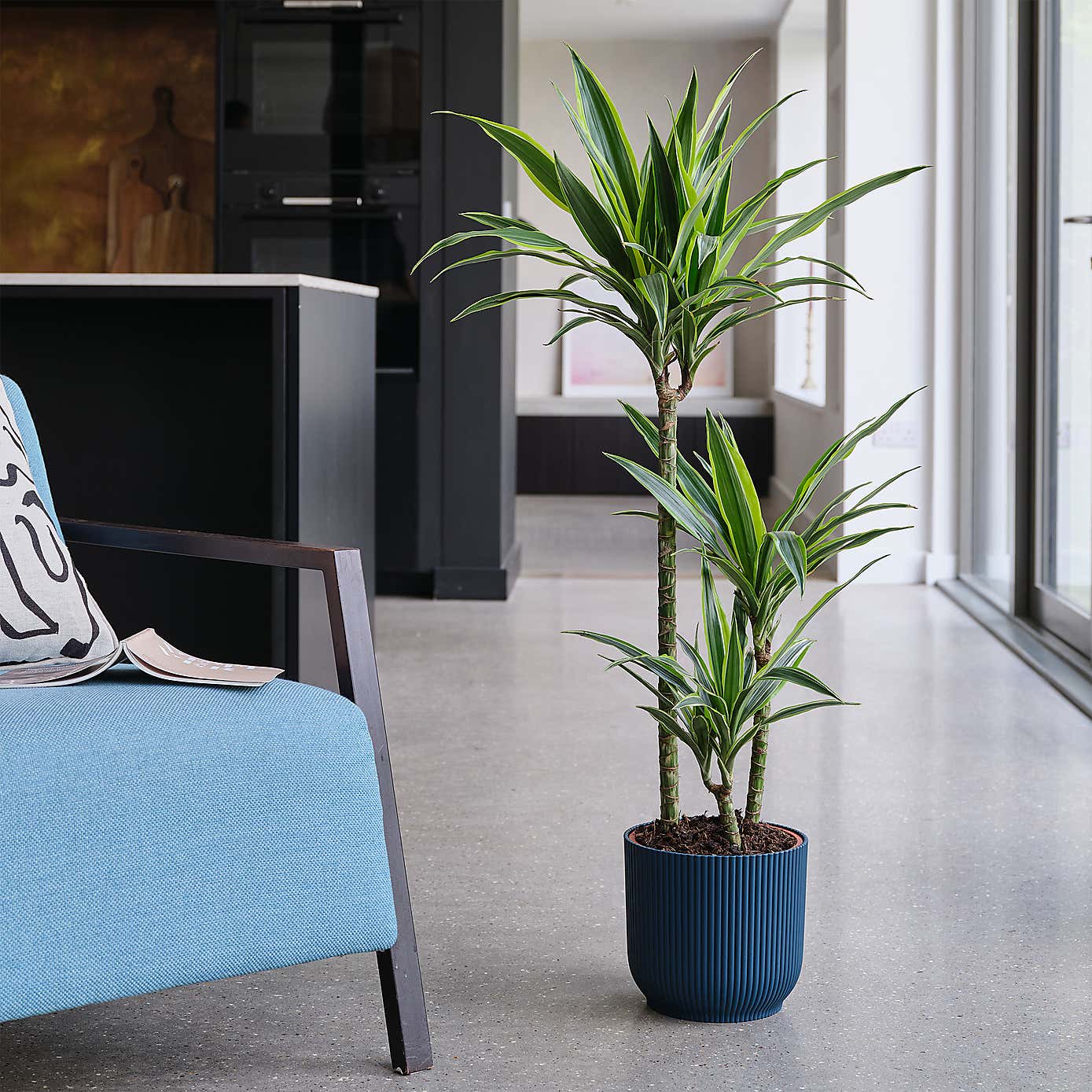 Dracaena Lemon & Lime House Plant in Elho Pot