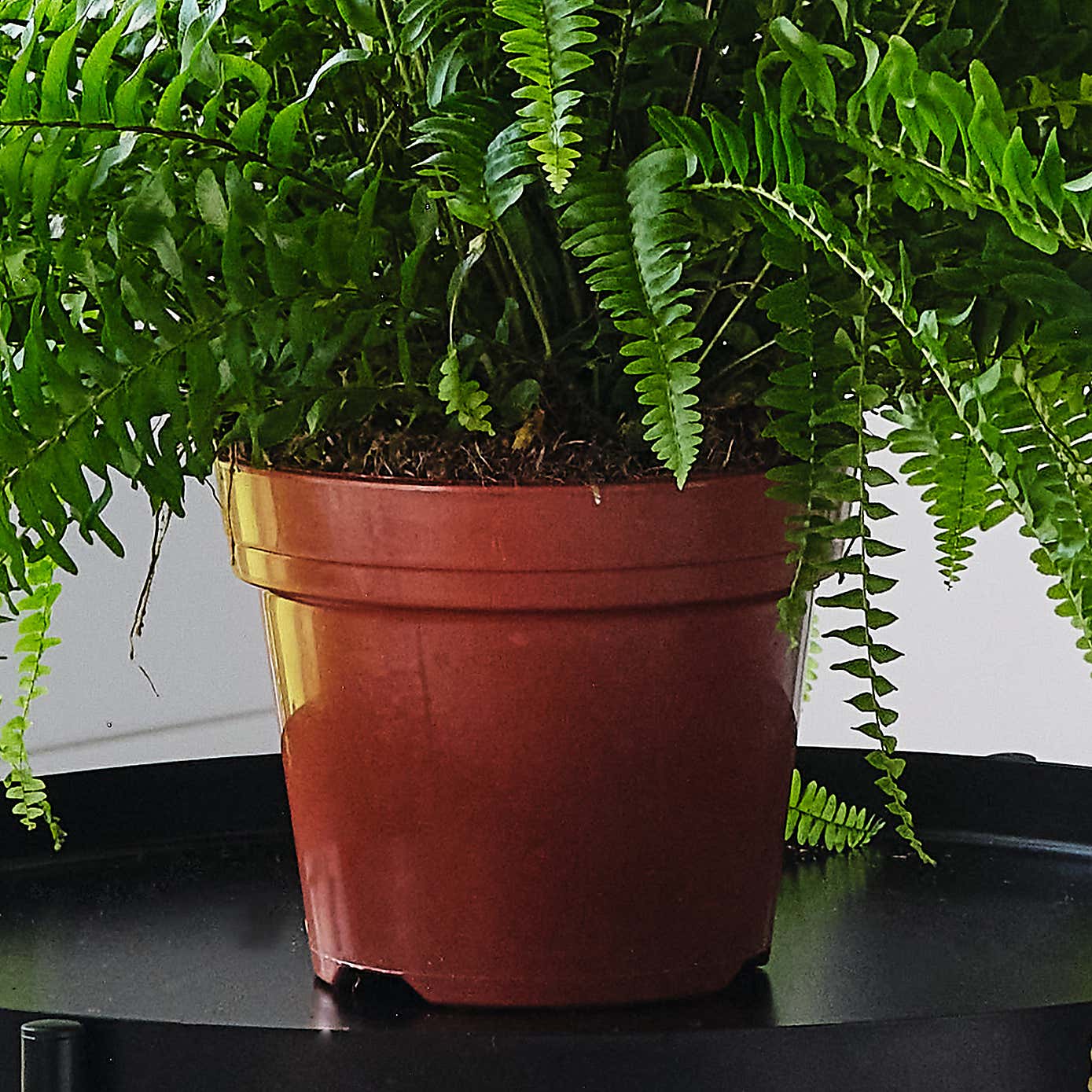 Boston Fern House Plant