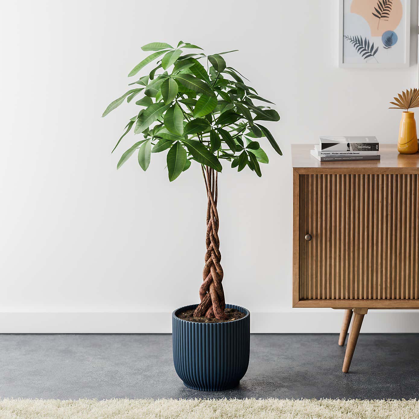 Money Tree House Plant in Elho Pot