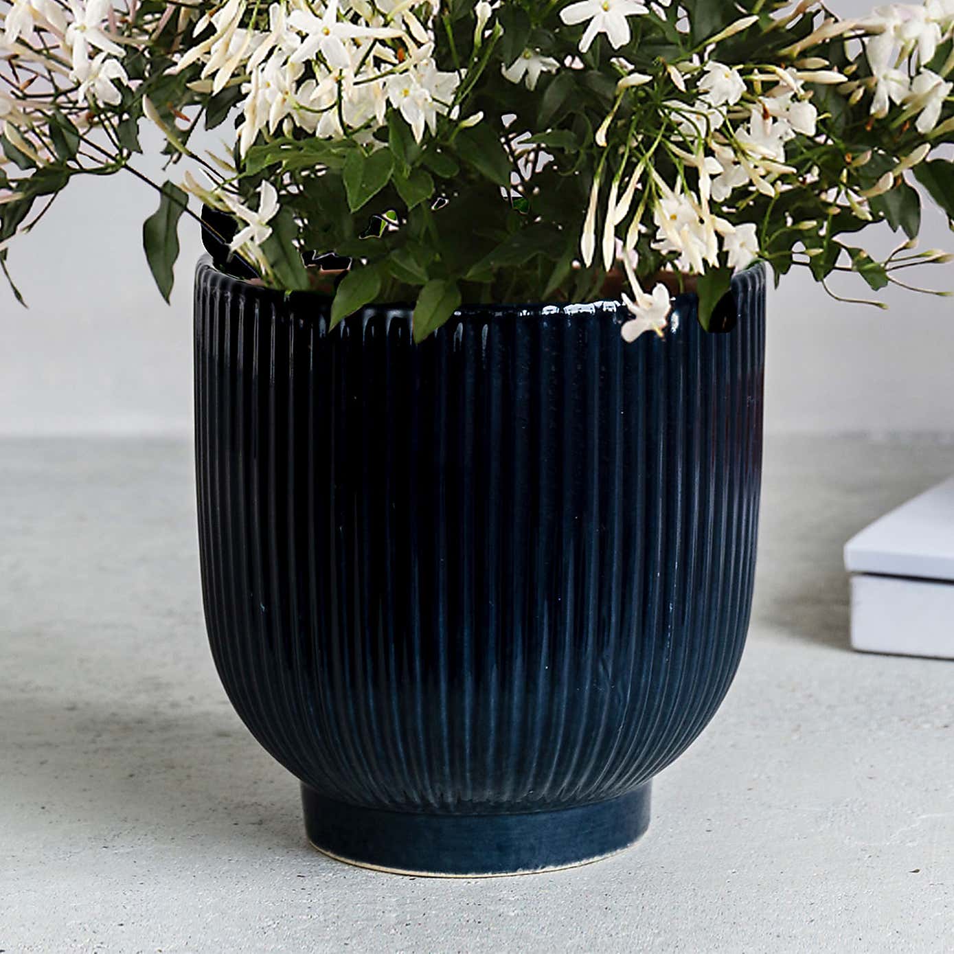 Jasmine House Plant in Ribbed Ceramic Pot