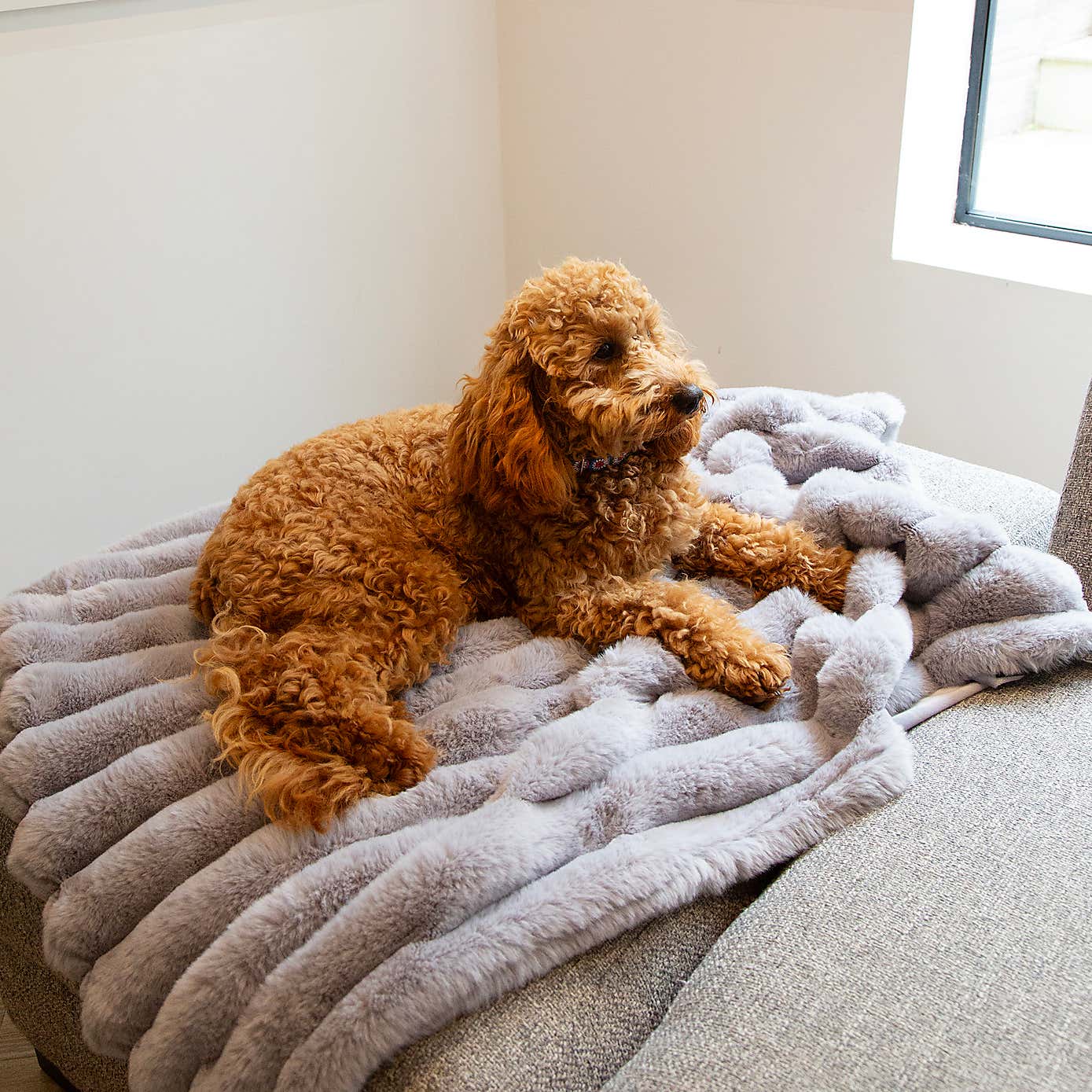 Scruffs Luxurious Aspen Pet Blanket