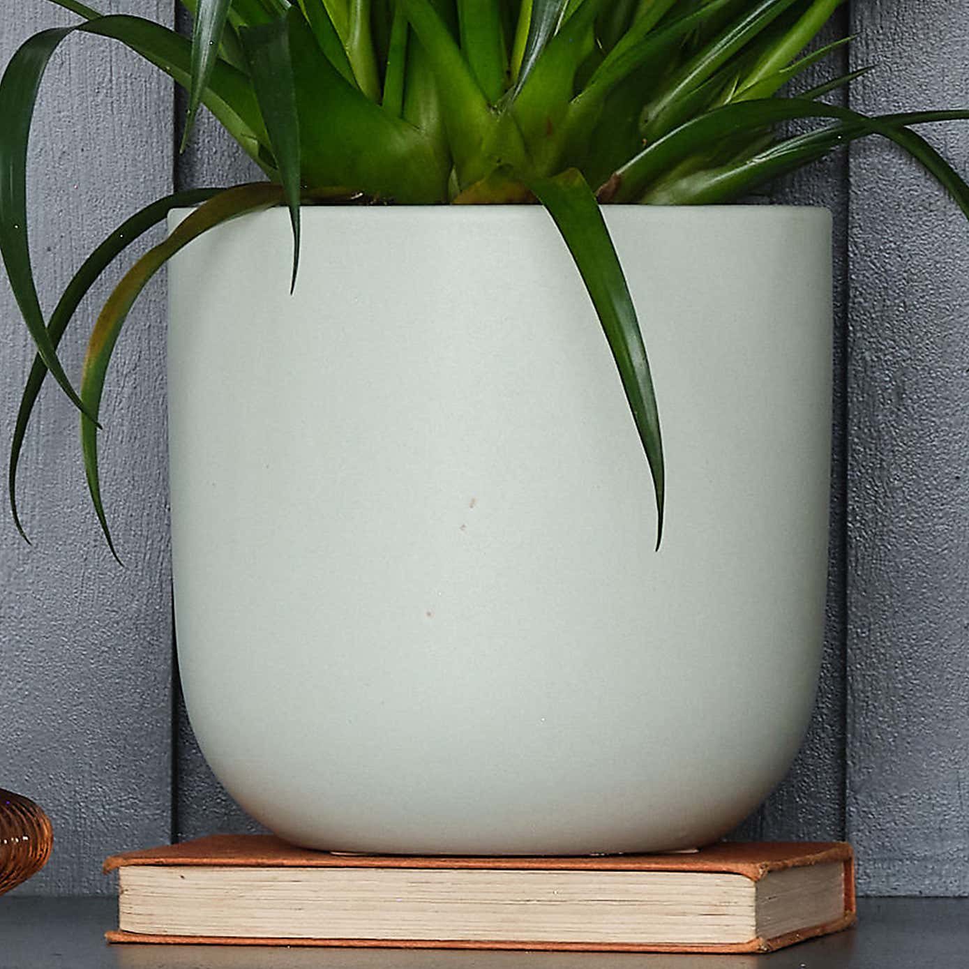Vriesea Astrid House Plant in Earthenware Pot