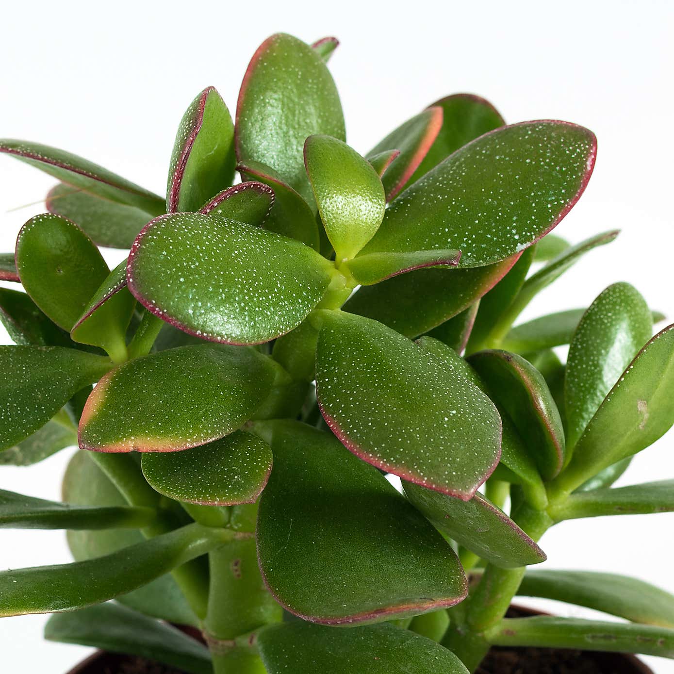 Jade House Plant in Ribbed Pot