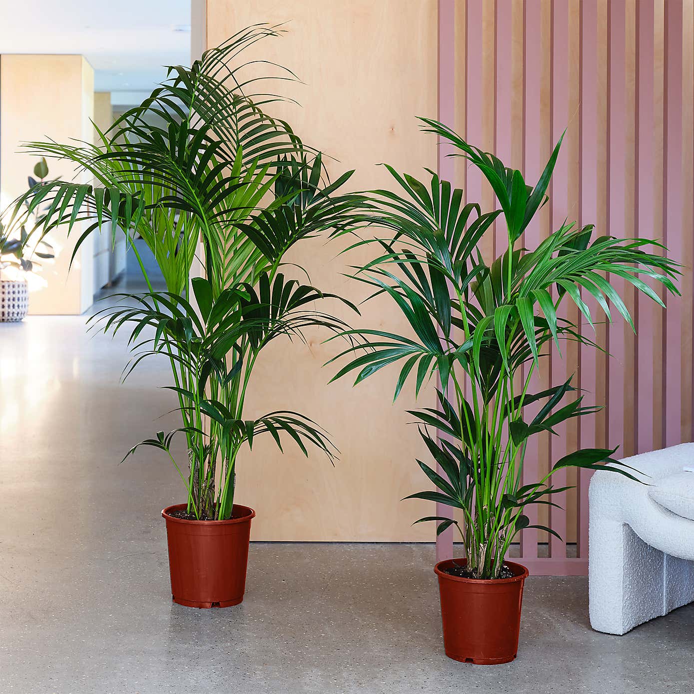 Kentia Palm House Plant