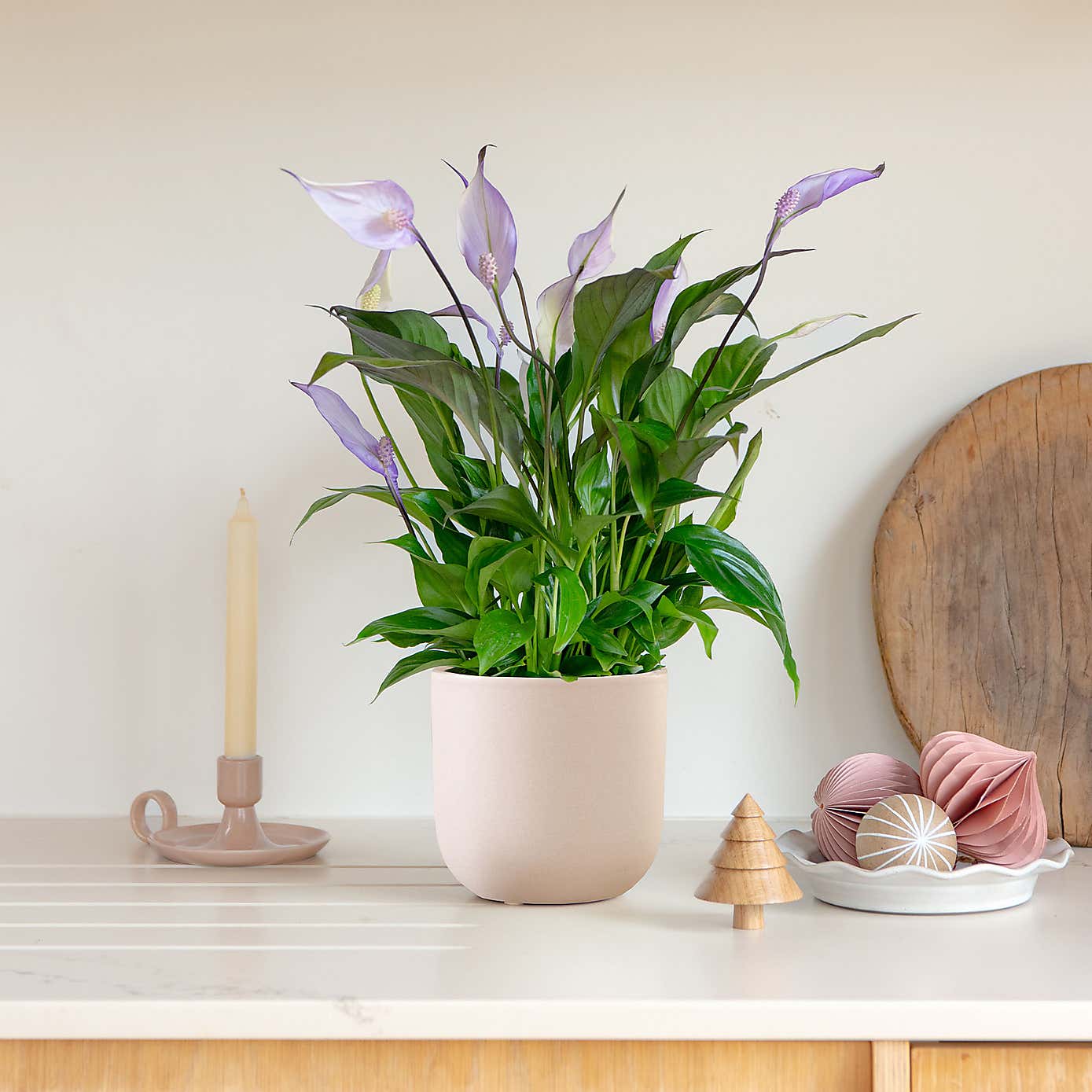 Lilac Peace Lily House Plant in Earthenware Pot