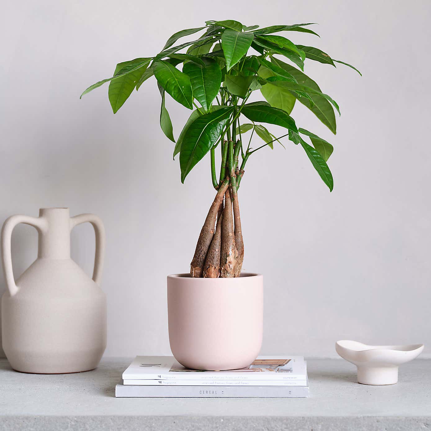 Money Tree House Plant in Earthenware Pot