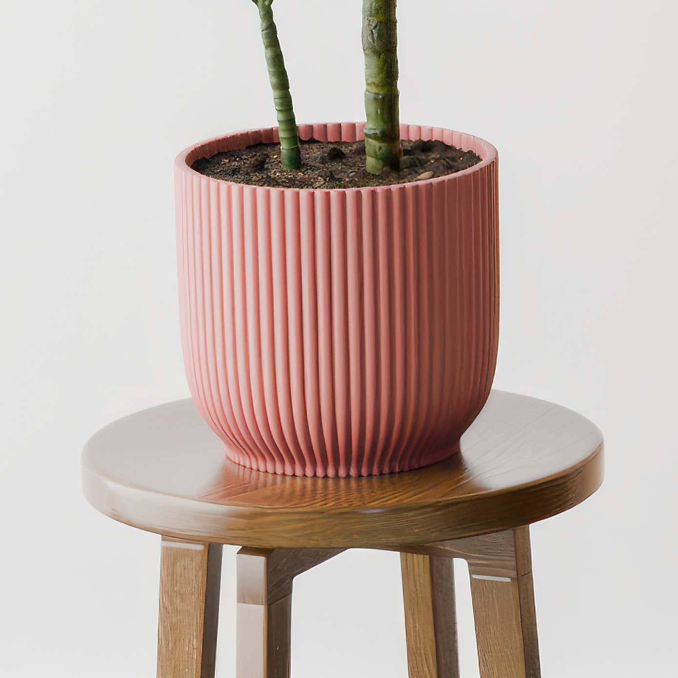 Beards & Daisies Dracaena Steudneri House Plant in Elho Pot