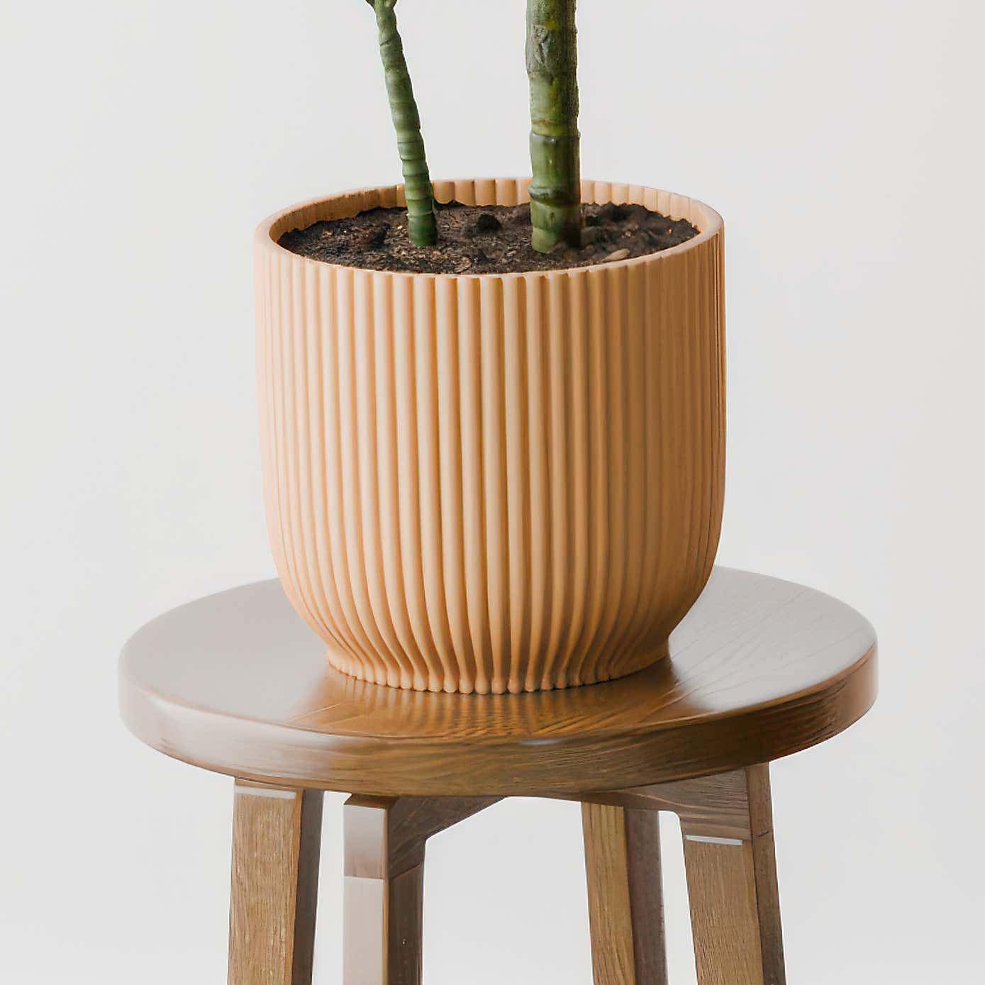 Beards & Daisies Dracaena Steudneri House Plant in Elho Pot