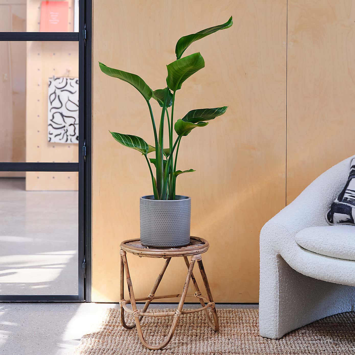 Bird Of Paradise House Plant in Capri Pot