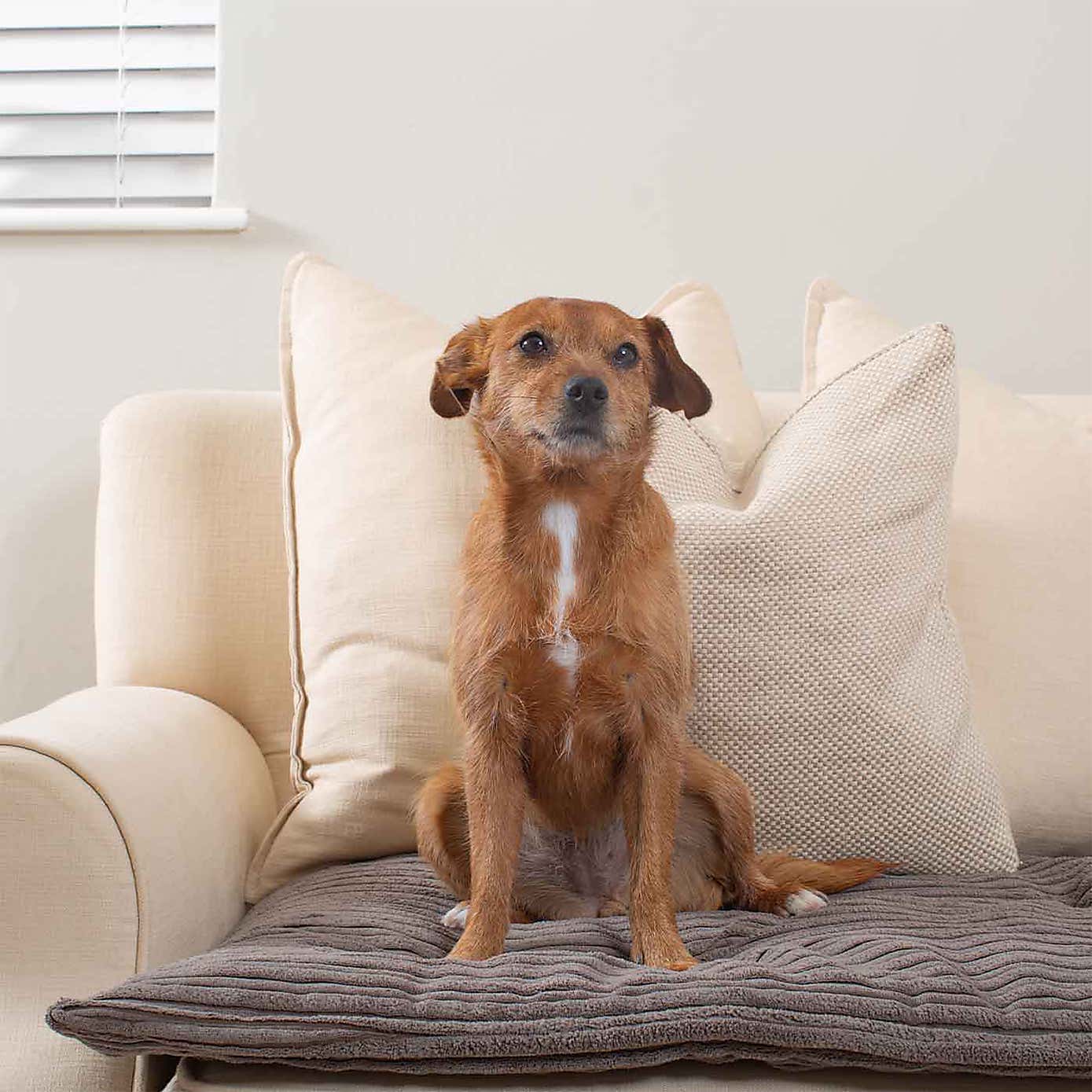 Lords and Labradors Essentials Pet Sofa Topper