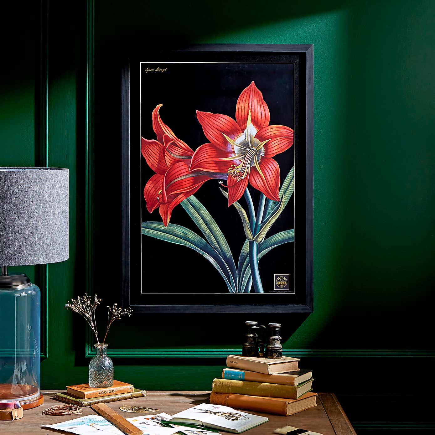 Amaryllis Framed Print