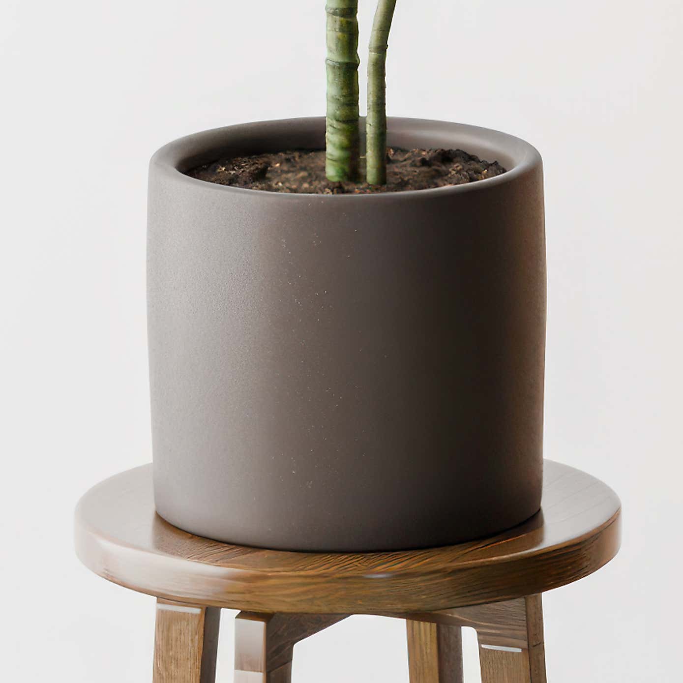 Beards & Daisies Dracaena Warneckei House Plant in Earthenware Pot