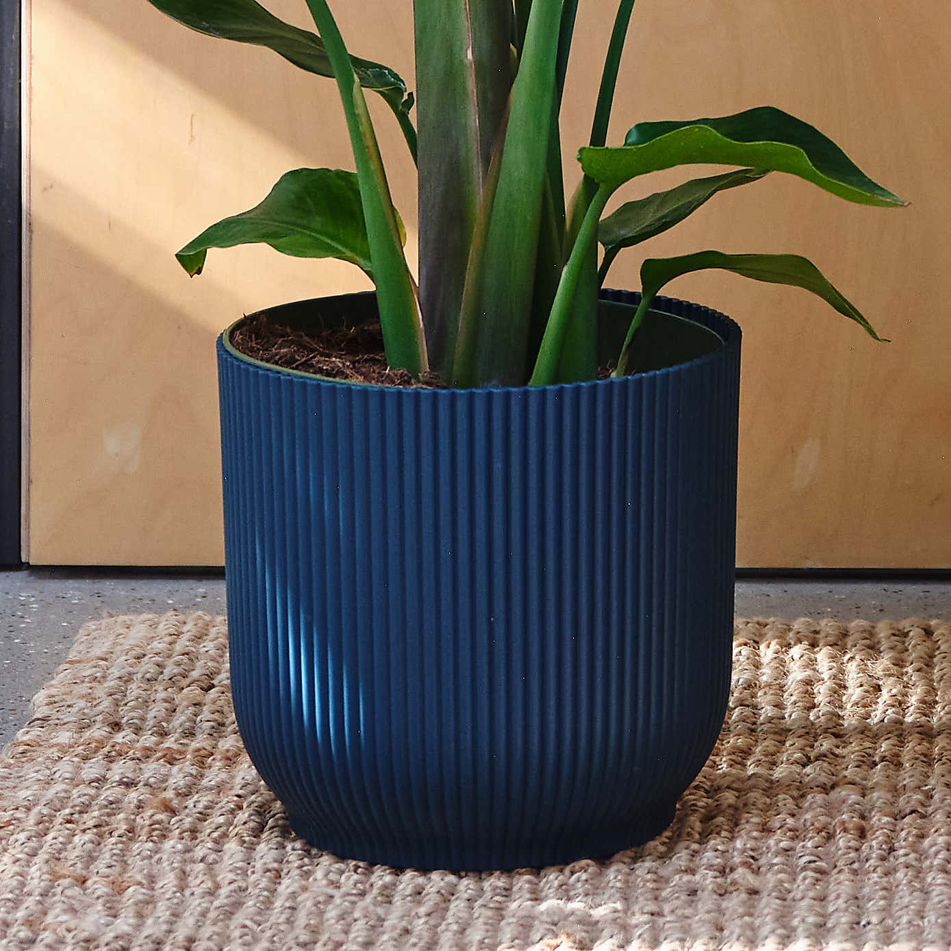 Bird Of Paradise House Plant in Elho Pot