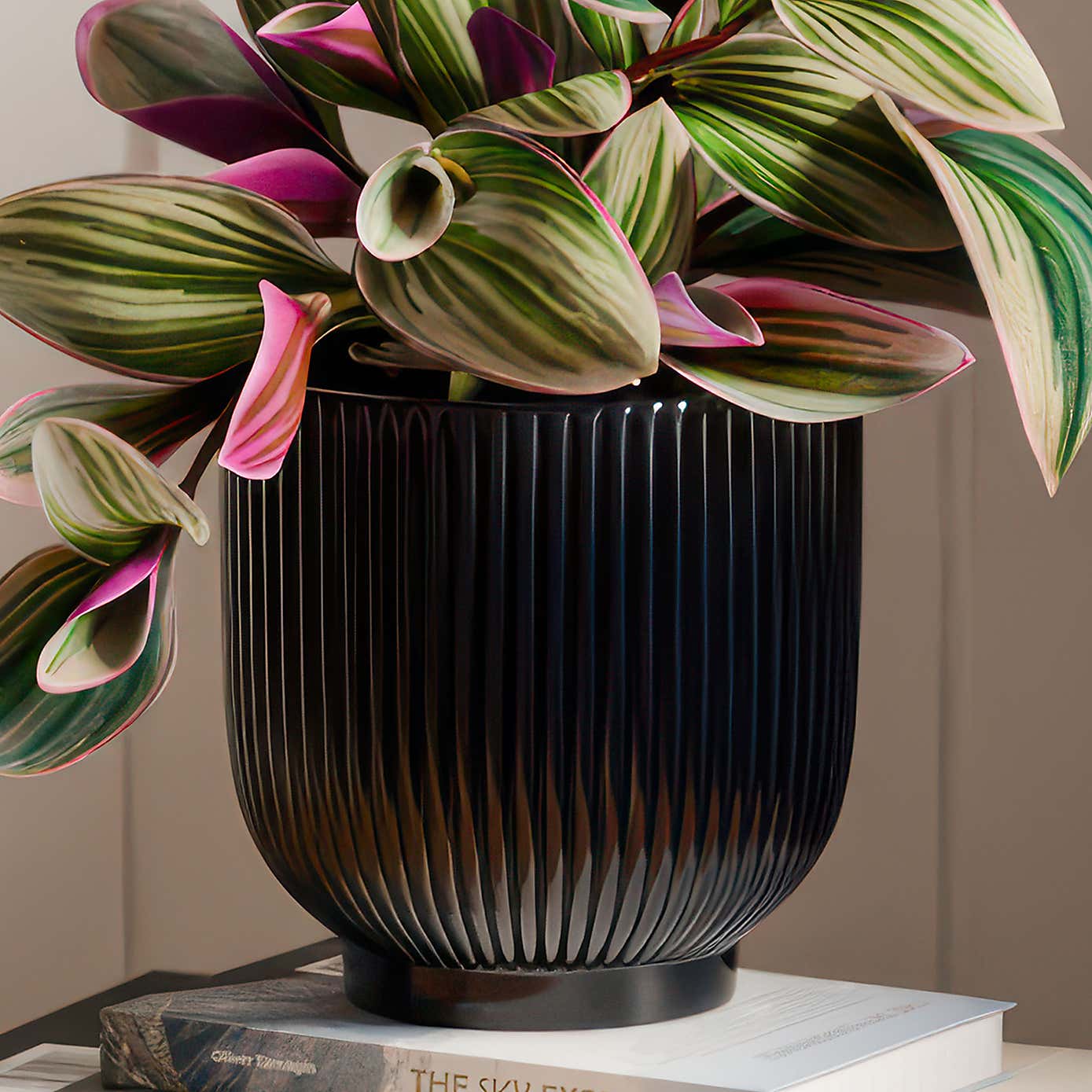 Tradescantia Nanouk House Plant in Ribbed Ceramic Pot