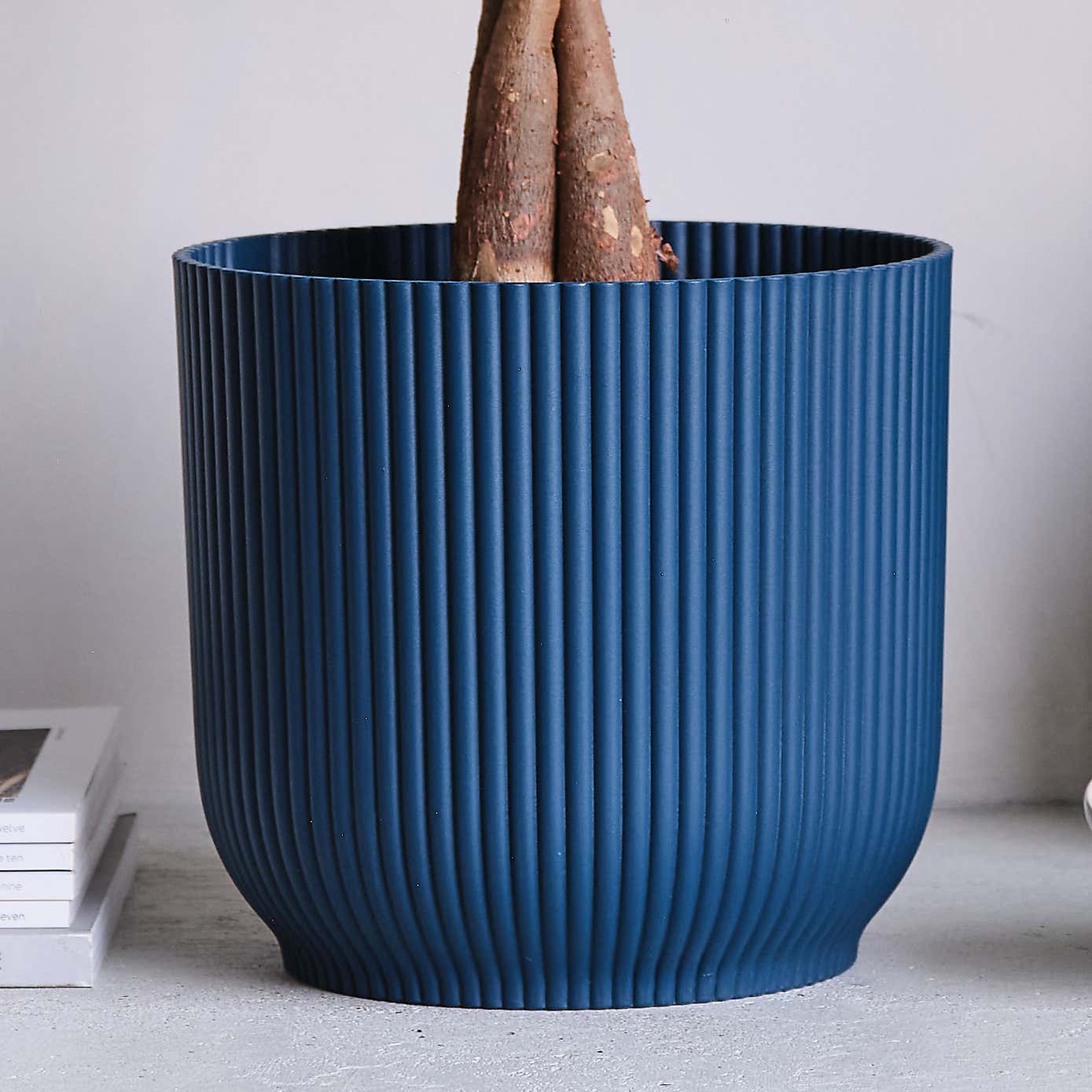 Money Tree House Plant in Elho Pot