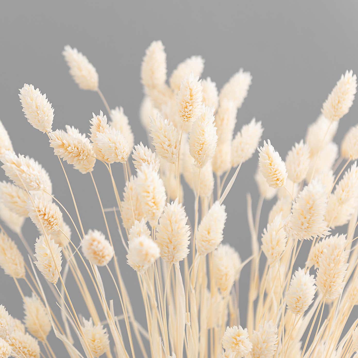 Dried Phalaris Bouquet