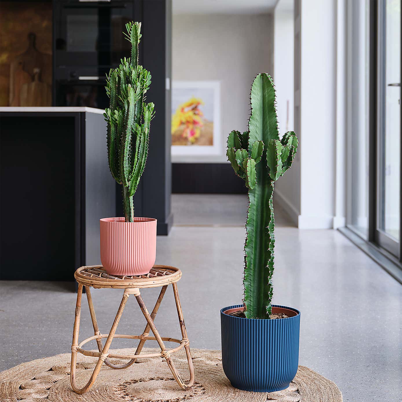 Euphorbia Trigona House Plant in Elho Pot