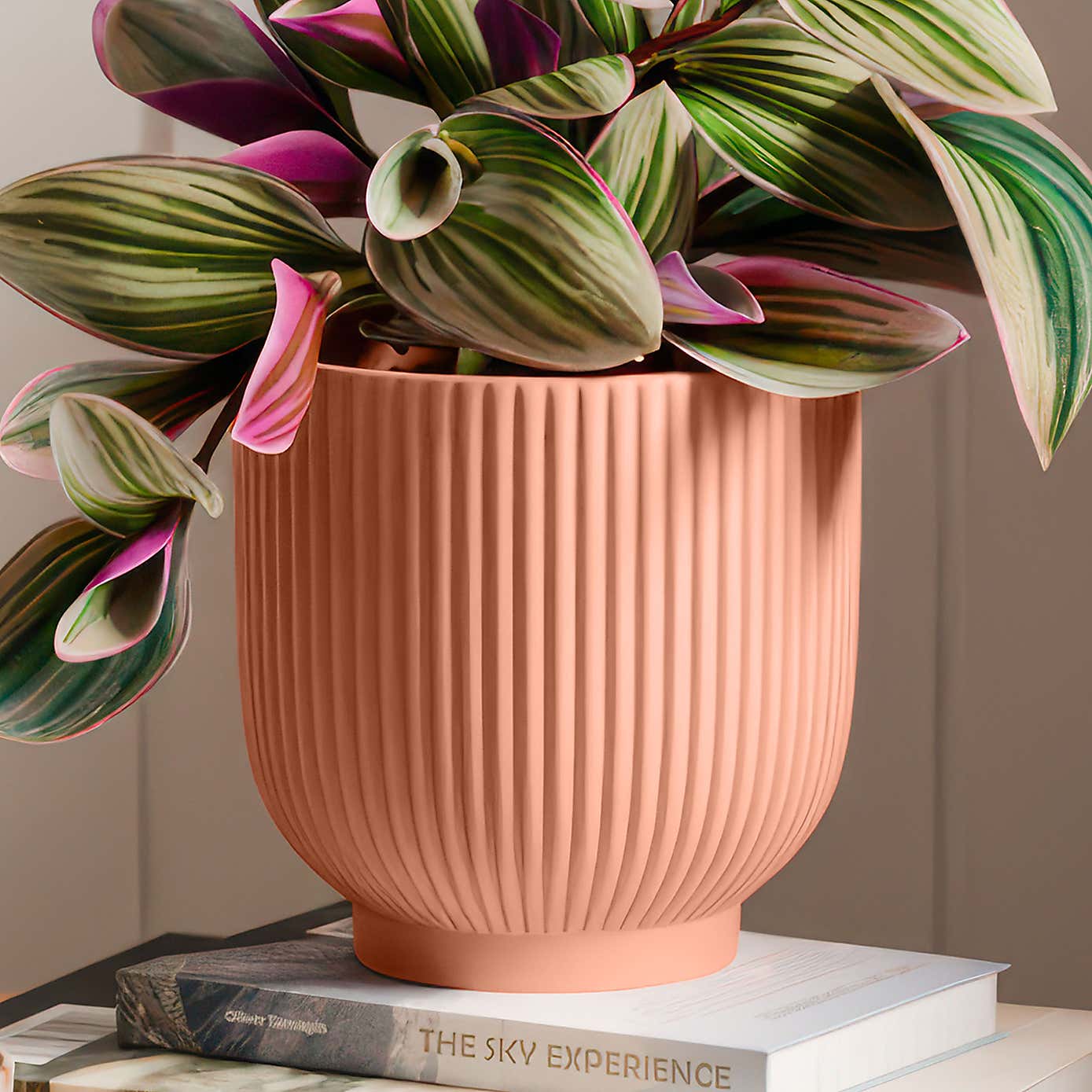 Tradescantia Nanouk House Plant in Ribbed Ceramic Pot