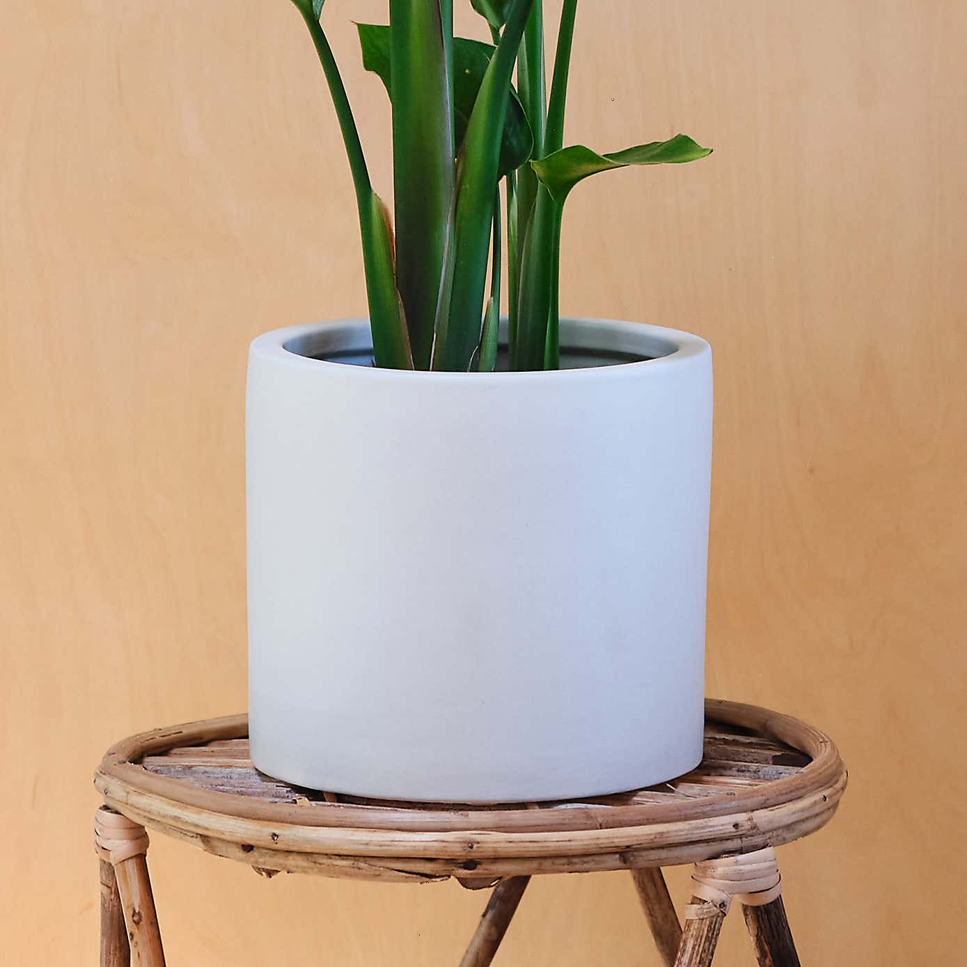 Bird Of Paradise House Plant in Earthenware Pot