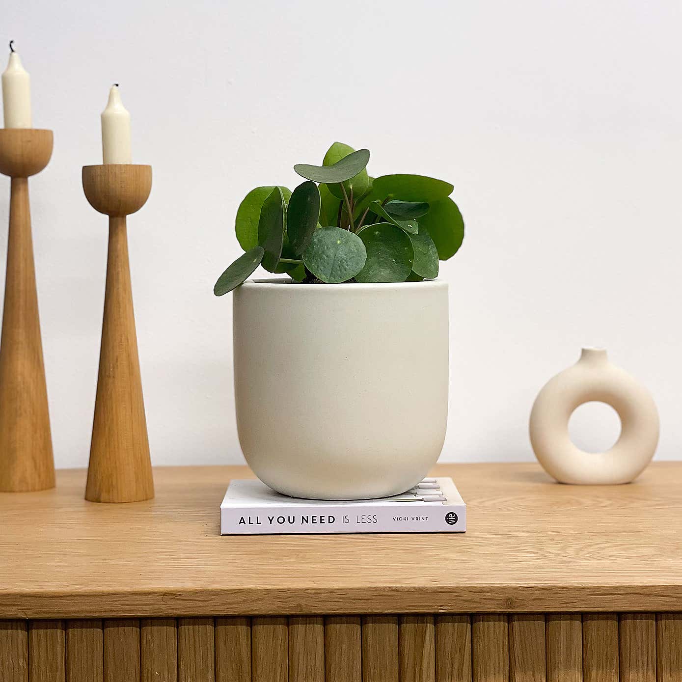 Chinese Money House Plant in Earthenware Pot