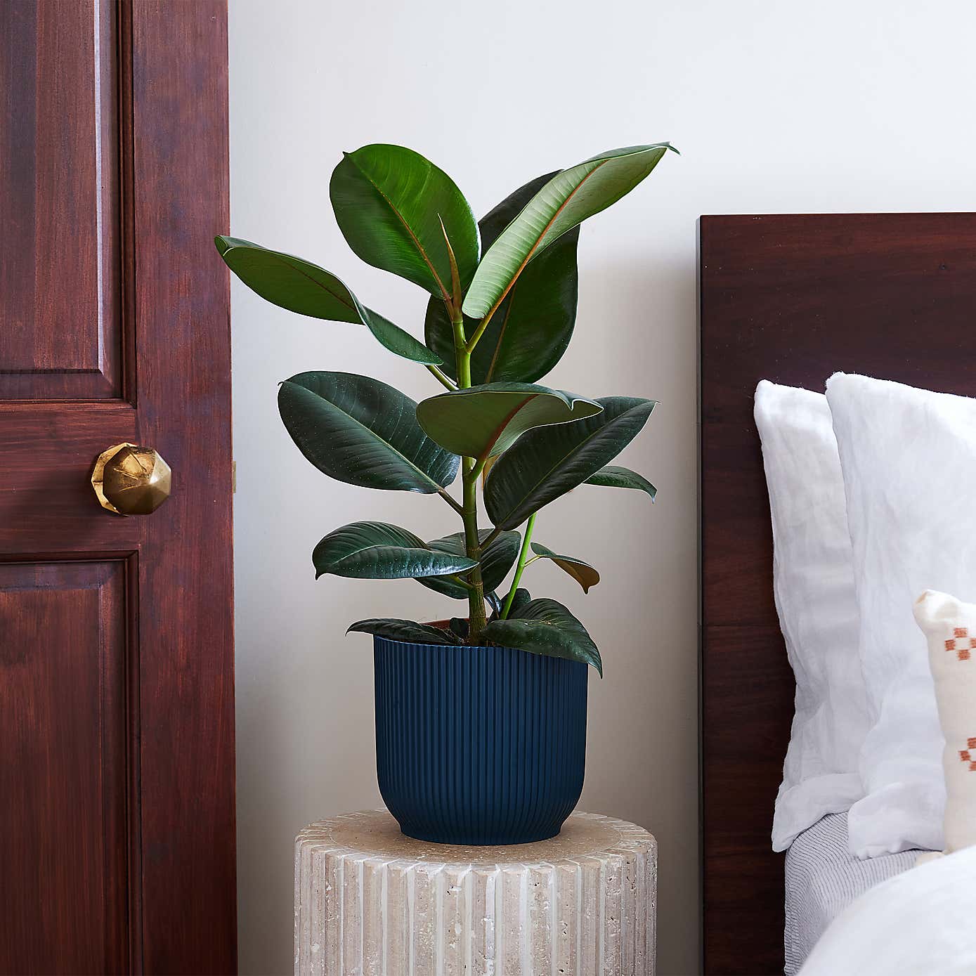 Beards & Daisies Rubber Plant House Plant in Vibes Pot