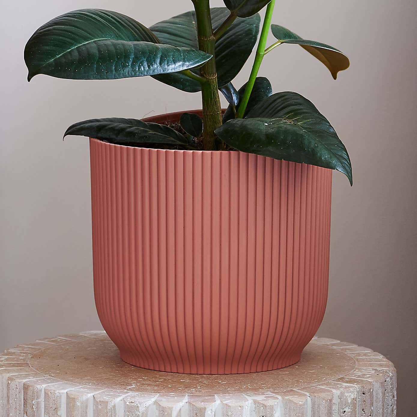 Beards & Daisies Rubber Plant House Plant in Vibes Pot